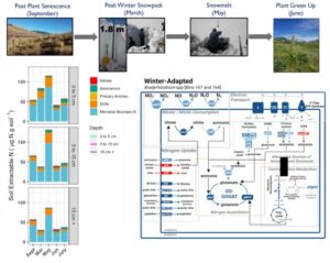 Microbial "Baton-Pass" During Snowmelt Controls Nitrogen Release into Mountain Headwaters